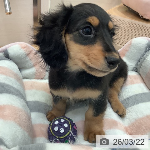 ミニチュア・ダックスフンドの写真