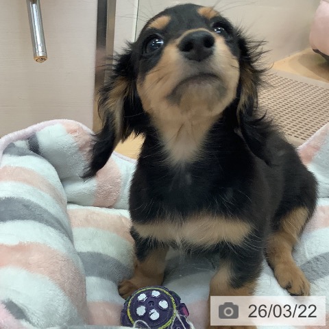 ミニチュア・ダックスフンドの写真