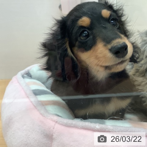 ミニチュア・ダックスフンドの写真