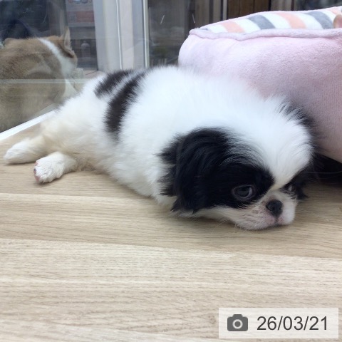 岐阜県の狆 (ペットプラス 各務原店/2026年1月18日生まれ/男の子/白黒)の子犬の3枚目の画像