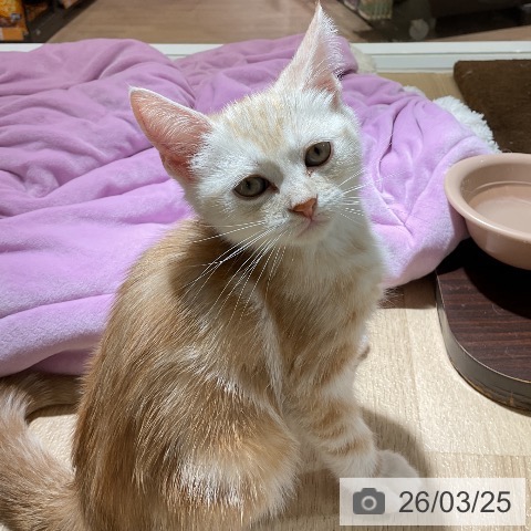 愛知県のスコティッシュフォールド (ペットプラス イオンモール豊川店/2026年1月15日生まれ/男の子/レッドタビー)の子猫の3枚目の画像