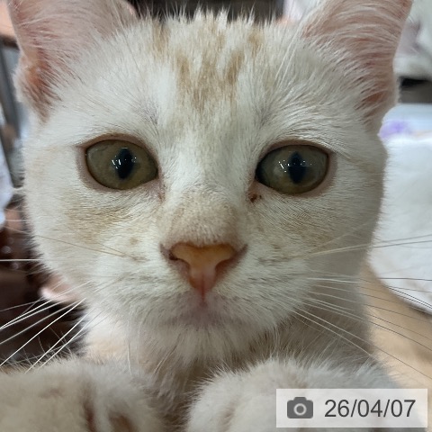 愛知県のスコティッシュフォールド (ペットプラス イオンモール豊川店/2026年1月15日生まれ/男の子/レッドタビー)の子猫の4枚目の画像