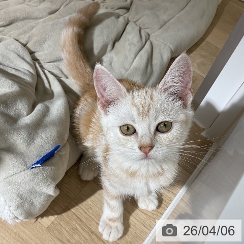 愛知県のスコティッシュフォールド (ペットプラス イオンモール豊川店/2026年1月15日生まれ/男の子/レッドタビー)の子猫の3枚目の画像