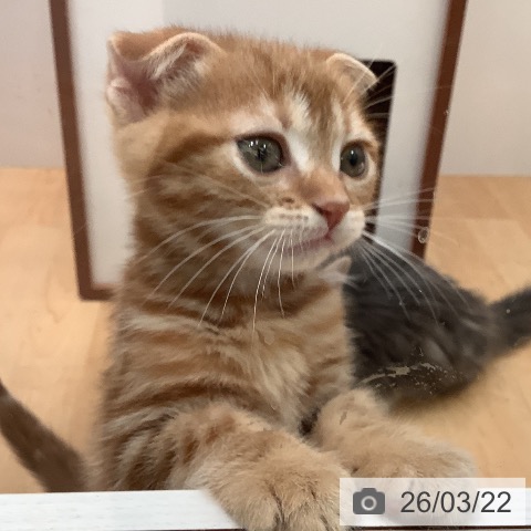 スコティッシュフォールドの写真