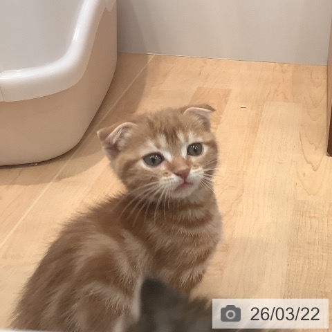 スコティッシュフォールドの写真