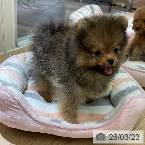 愛知県のポメラニアン (ペットプラス イオンモール豊川店/2026年1月10日生まれ/女の子/オレンジ)の子犬の3枚目の画像