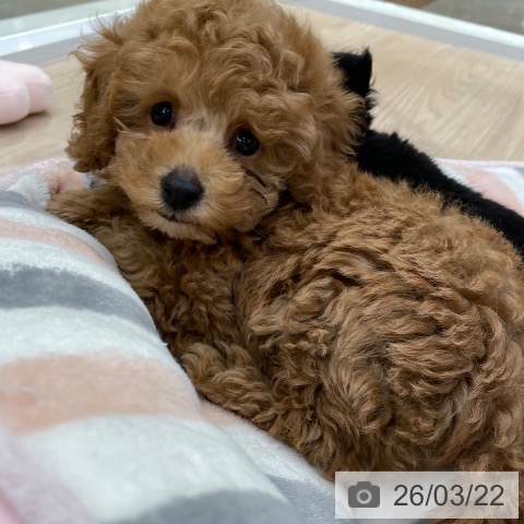 トイ・プードルの写真