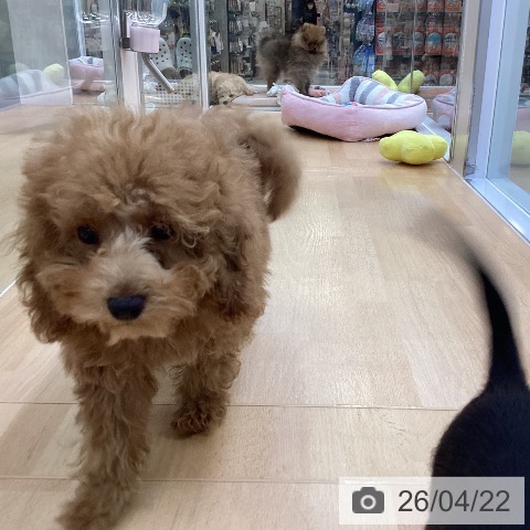 愛知県のトイプードル(トイ) (ペットプラス 三好店/2026年1月18日生まれ/女の子/レッドフォーン)の子犬の4枚目の画像