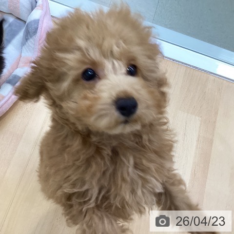 愛知県のトイプードル(トイ) (ペットプラス 三好店/2026年1月18日生まれ/女の子/レッドフォーン)の子犬の3枚目の画像