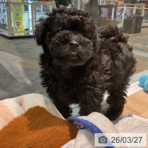 愛知県のトイプードル(トイ) (ペットプラス 岡崎店/2026年1月19日生まれ/男の子/ブラック)の子犬の4枚目の画像