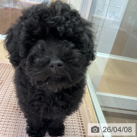 愛知県のトイプードル(トイ) (ペットプラス 岡崎店/2026年1月19日生まれ/男の子/ブラック)の子犬の4枚目の画像