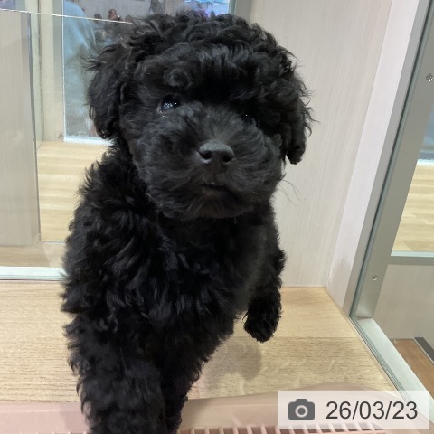愛知県のトイプードル(トイ) (ペットプラス 岡崎店/2026年1月19日生まれ/男の子/ブラック)の子犬の3枚目の画像