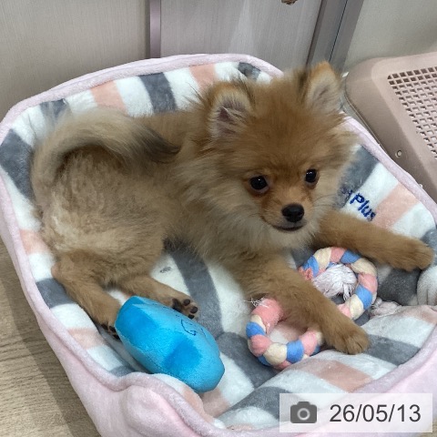 愛知県のポメラニアン (ペットプラス 東浦店/2026年1月18日生まれ/男の子/オレンジ)の子犬の4枚目の画像