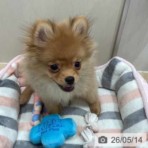 愛知県のポメラニアン (ペットプラス 東浦店/2026年1月18日生まれ/男の子/オレンジ)の子犬の3枚目の画像