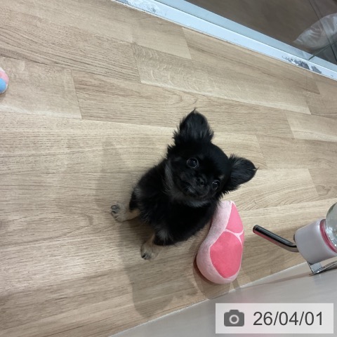 愛知県のチワワ(ロング) (ペットプラス 東浦店/2026年1月18日生まれ/男の子/ブラックタン)の子犬の4枚目の画像