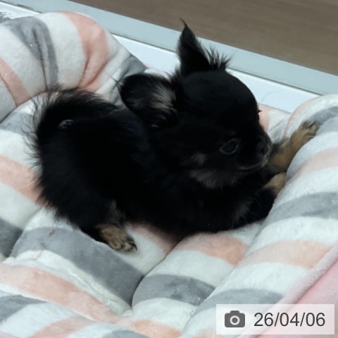 愛知県のチワワ(ロング) (ペットプラス 東浦店/2026年1月18日生まれ/男の子/ブラックタン)の子犬の4枚目の画像