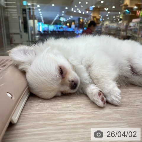 愛知県のチワワ(ロング) (ペットプラス 豊田店/2026年1月18日生まれ/男の子/クリーム)の子犬の3枚目の画像