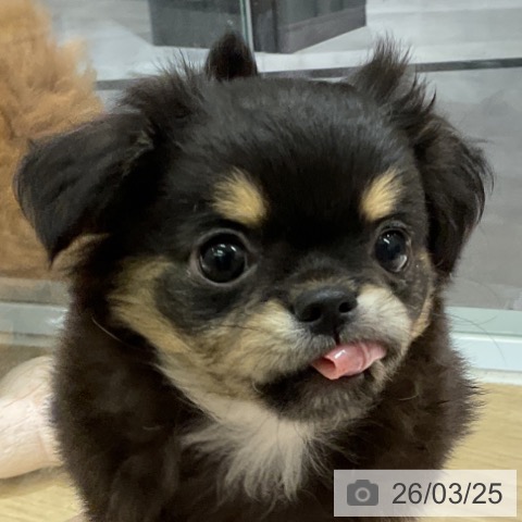 愛知県のチワワ(ロング) (ペットプラス イオンモール豊川店/2026年1月17日生まれ/男の子/ブラックタン)の子犬の4枚目の画像