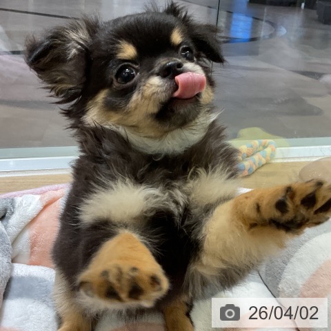 愛知県のチワワ(ロング) (ペットプラス イオンモール豊川店/2026年1月17日生まれ/男の子/ブラックタン)の子犬の4枚目の画像