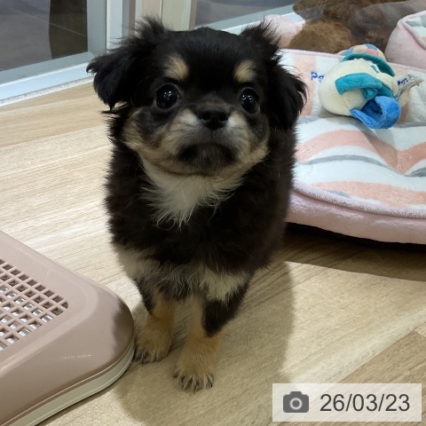 愛知県のチワワ(ロング) (ペットプラス イオンモール豊川店/2026年1月17日生まれ/男の子/ブラックタン)の子犬の3枚目の画像