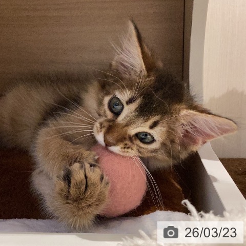 岐阜県のソマリ (ペットプラス 各務原店/2026年1月15日生まれ/女の子/ルディ)の子猫の4枚目の画像