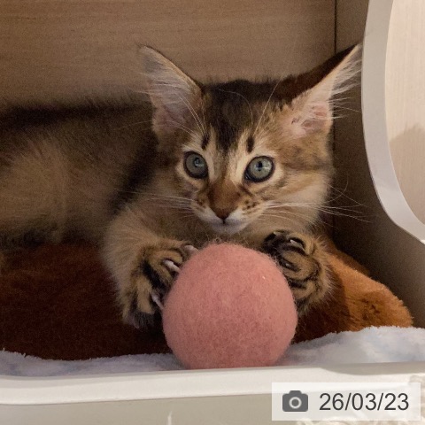 岐阜県のソマリ (ペットプラス 各務原店/2026年1月15日生まれ/女の子/ルディ)の子猫の3枚目の画像
