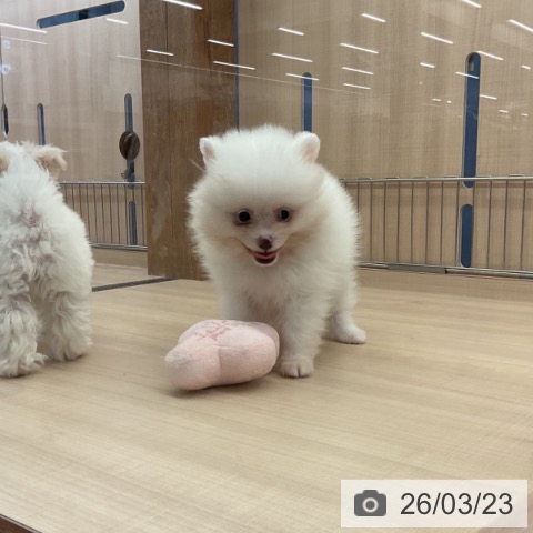 三重県のポメラニアン (ペッツワン 桑名店/2026年1月19日生まれ/男の子/ホワイト)の子犬の4枚目の画像