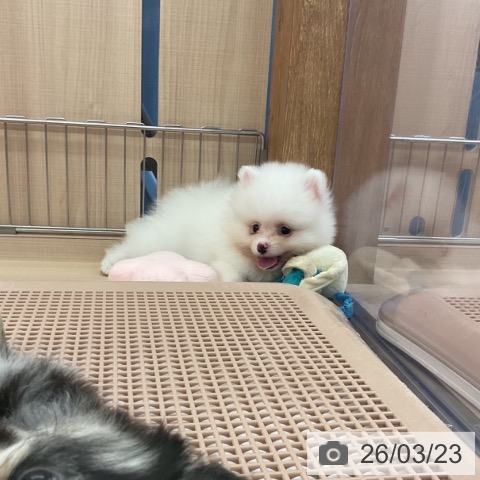 三重県のポメラニアン (ペッツワン 桑名店/2026年1月19日生まれ/男の子/ホワイト)の子犬の3枚目の画像
