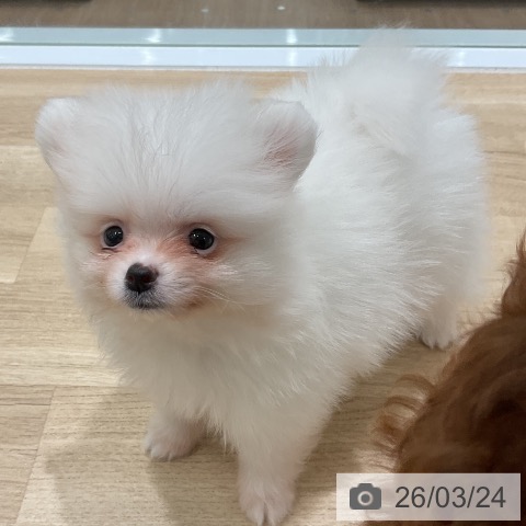 三重県のポメラニアン (ペットプラス 鈴鹿店/2026年1月19日生まれ/女の子/ホワイト)の子犬の4枚目の画像