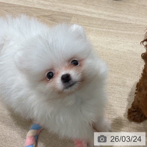 三重県のポメラニアン (ペットプラス 鈴鹿店/2026年1月19日生まれ/女の子/ホワイト)の子犬の3枚目の画像