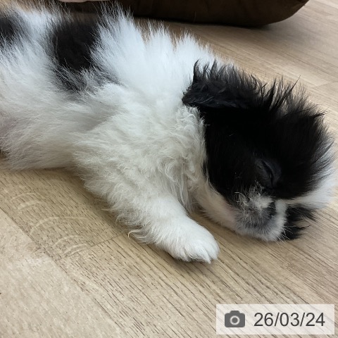 愛知県のペキニーズ (ペットプラス mozoワンダーシティ店/2026年1月19日生まれ/女の子/ブラックホワイト)の子犬の4枚目の画像
