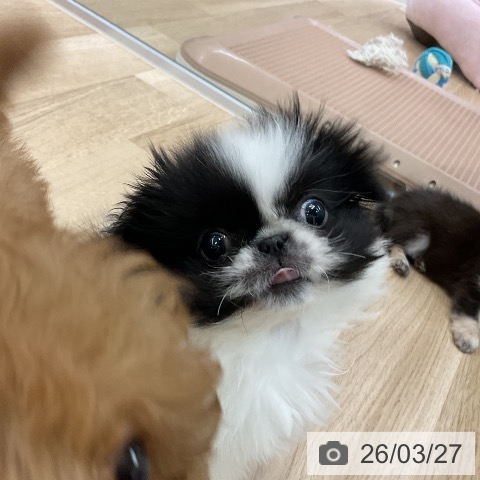 愛知県のペキニーズ (ペットプラス mozoワンダーシティ店/2026年1月19日生まれ/女の子/ブラックホワイト)の子犬の3枚目の画像