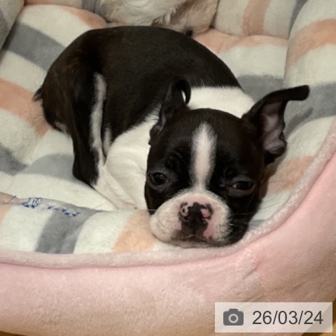 ボストン・テリアの写真