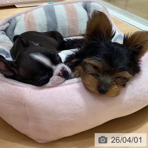 石川県のボストンテリア (ペットプラス 新小松店/2026年1月17日生まれ/女の子/ボストンカラー)の子犬の3枚目の画像