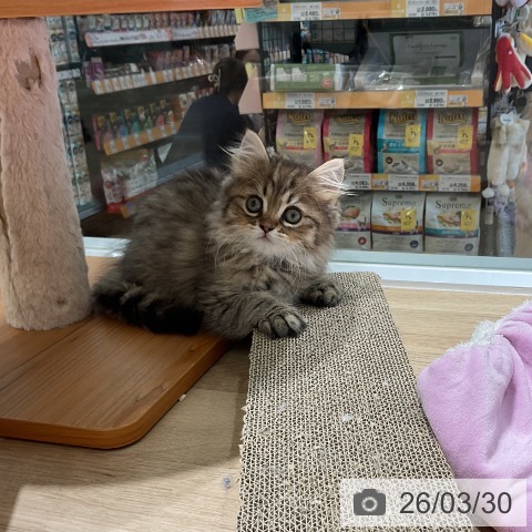 三重県のペルシャ (ペットプラス 鈴鹿店/2026年1月18日生まれ/男の子/シェーデットゴールデン)の子猫の4枚目の画像