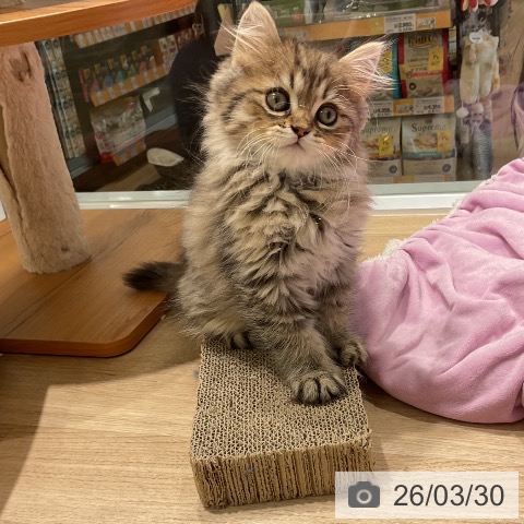 三重県のペルシャ (ペットプラス 鈴鹿店/2026年1月18日生まれ/男の子/シェーデットゴールデン)の子猫の3枚目の画像