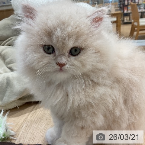 ミヌエットの写真