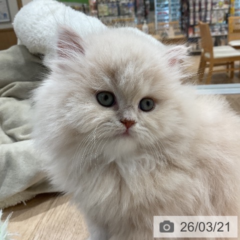 ミヌエットの写真