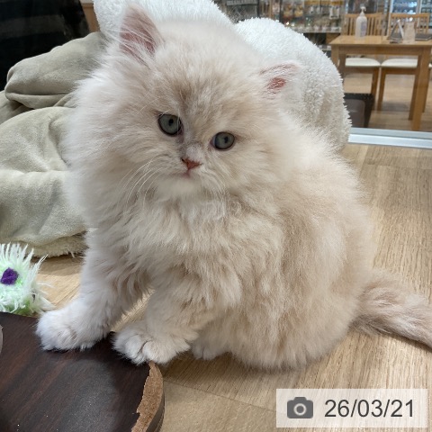 ミヌエットの写真