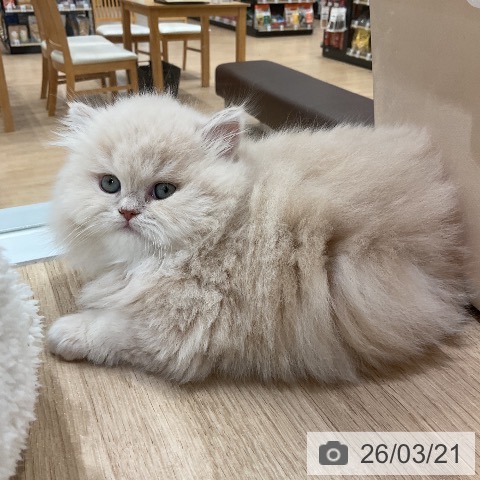 ミヌエットの写真