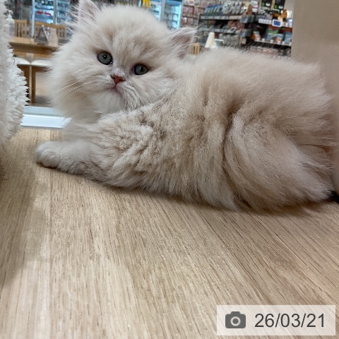 ミヌエットの写真