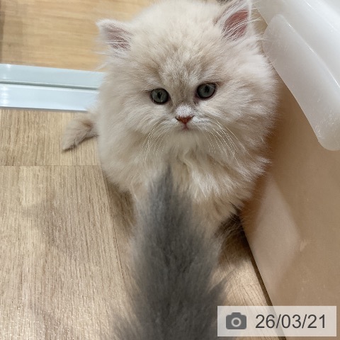 ミヌエットの写真