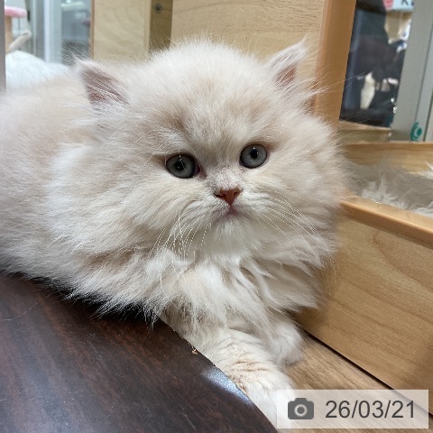 ミヌエットの写真