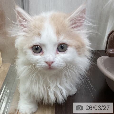 愛知県のマンチカン (ペットプラス 岡崎店/2026年1月17日生まれ/女の子/クリームタビーホワイト)の子猫の3枚目の画像