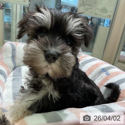 愛知県のミニチュアシュナウザー (ペットプラス 岡崎店/2026年1月17日生まれ/男の子/ブラックシルバー)の子犬の4枚目の画像