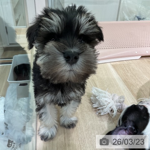 愛知県のミニチュアシュナウザー (ペットプラス 岡崎店/2026年1月17日生まれ/男の子/ブラックシルバー)の子犬の3枚目の画像