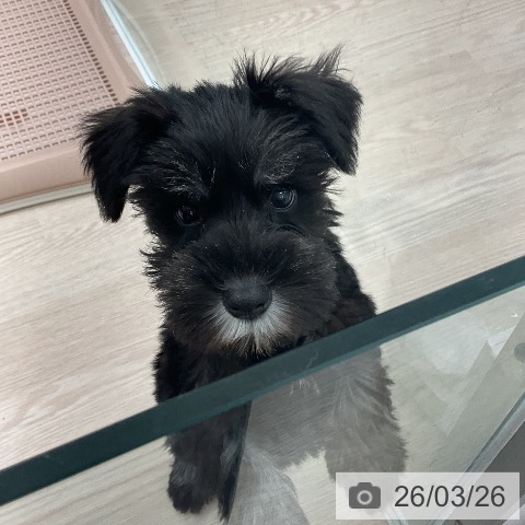 福井県のミニチュアシュナウザー (ペットプラス 福井店/2026年1月17日生まれ/女の子/ブラックシルバー)の子犬の4枚目の画像