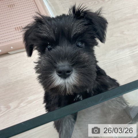 福井県のミニチュアシュナウザー (ペットプラス 福井店/2026年1月17日生まれ/女の子/ブラックシルバー)の子犬の3枚目の画像