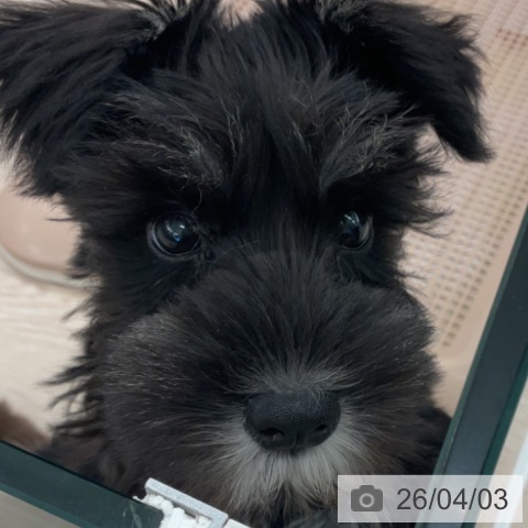 福井県のミニチュアシュナウザー (ペットプラス 福井店/2026年1月17日生まれ/女の子/ブラックシルバー)の子犬の4枚目の画像