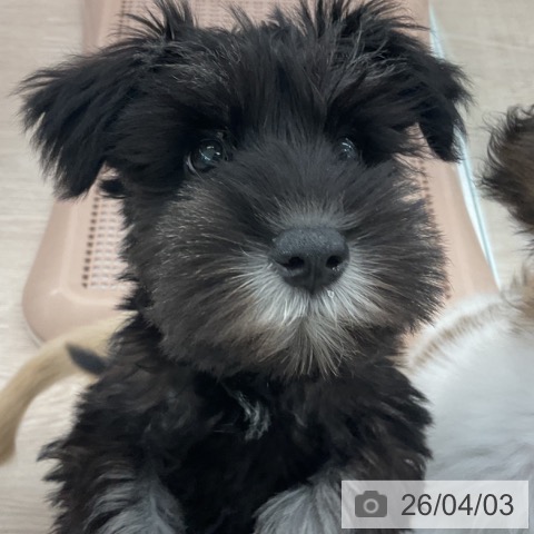 福井県のミニチュアシュナウザー (ペットプラス 福井店/2026年1月17日生まれ/女の子/ブラックシルバー)の子犬の3枚目の画像